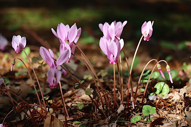 高山植物園でシクラメンと出合う