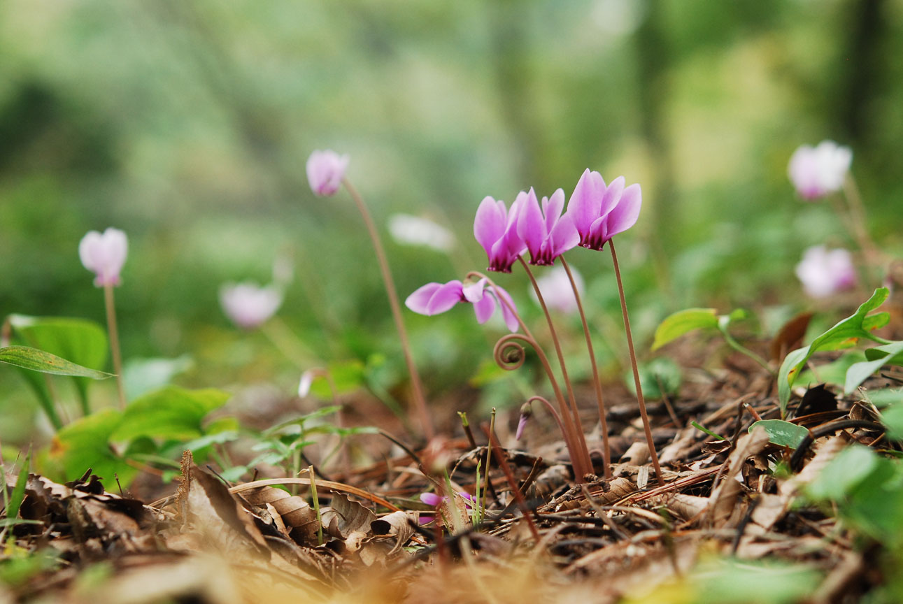 秋花に彩られた高山植物園へ