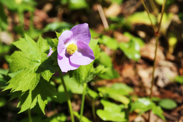 六甲高山植物園で春の花が見頃を迎えています