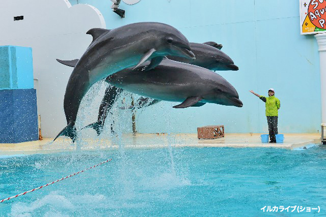 須磨海浜水族園の「さかなライブ劇場」が人気です！