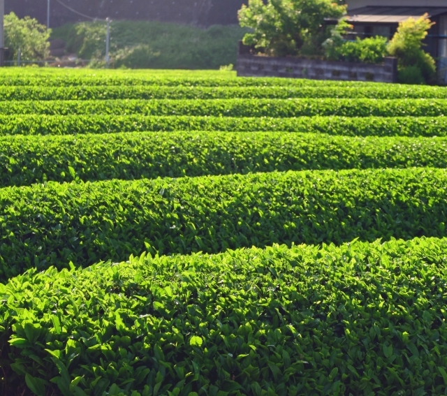 新茶の季節になりました