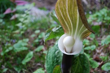 春の六甲山でちょっと珍しい植物に出会う！