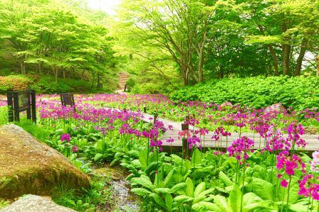 初夏の六甲山で花めぐり