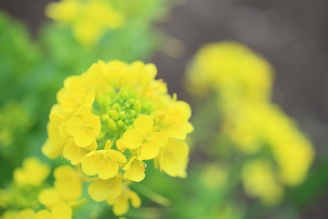 もうひとつの雨の名前