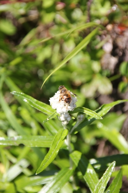 六甲山で採蜜体験！　搾りたてのハチミツは絶品？！