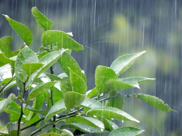 梅雨なのに、「水」「無」「月」とは、いかに？