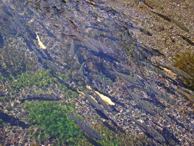 水のことば　　水魚之交