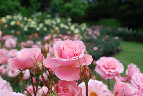 六甲山上で艶やかに咲き誇るバラたちを愛でる