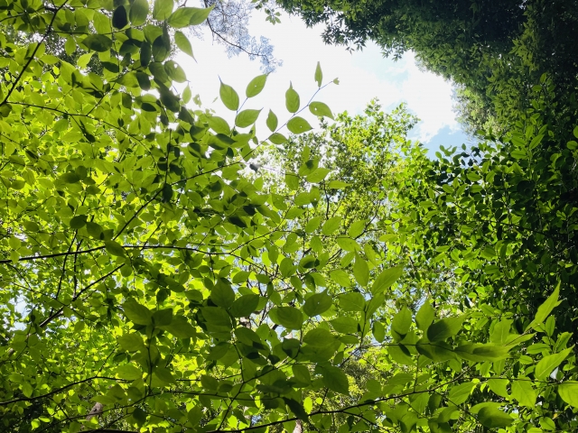 高原の風が吹く高山植物園へ